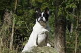 BOULEDOGUE FRANCAIS 752